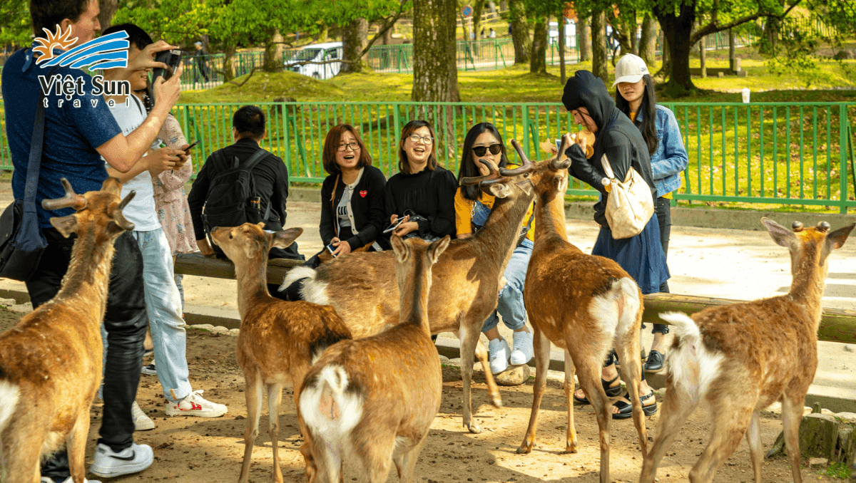 công viên nara park Nhật Bản